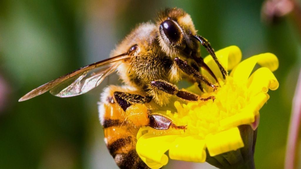 Pollination Ecology: How Can We Help Bees? - Friends of Snow Library