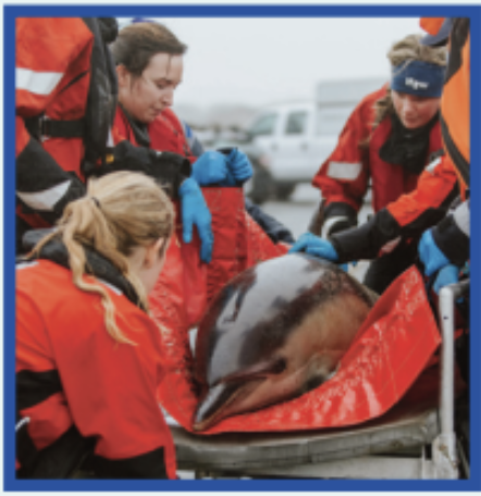 IFAW’s Marine Mammal Rescue & Research Program and Rescue Team ...